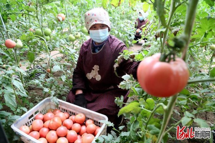 河北衡水冀州区门庄乡蔬菜产业基地探访